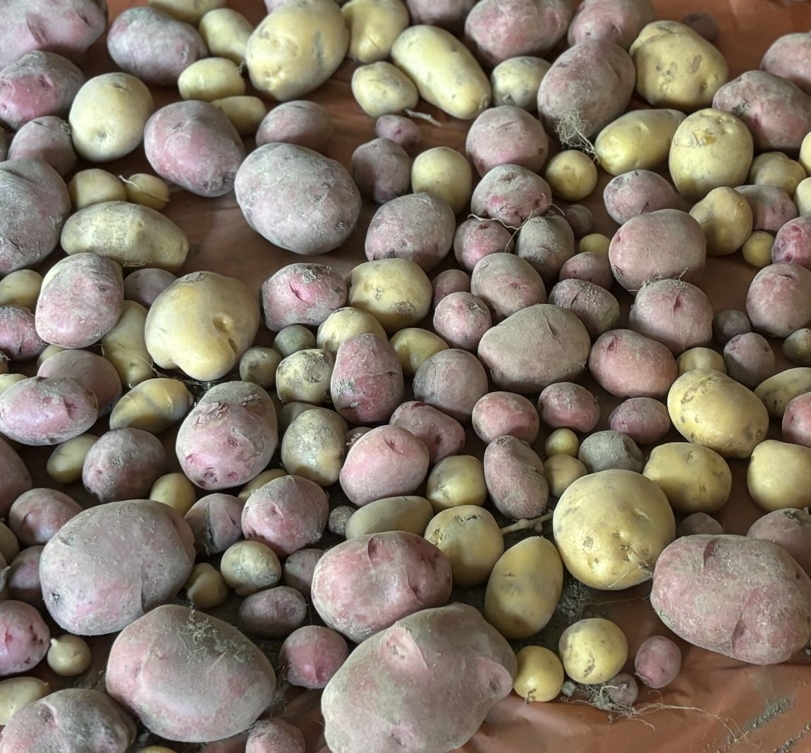 Harvested potatoes